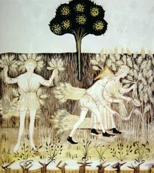 Verano: Cosechando el trigo, ilustración de Tacuinum Sanitatis Codex Vindobonensis
